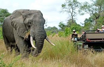 travellers in a safari vehicle watching an African elephant in Nottens Game Drive