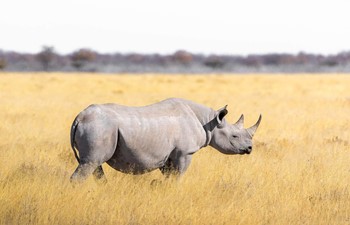 Rhino alone in South Africa on a Big Five safari