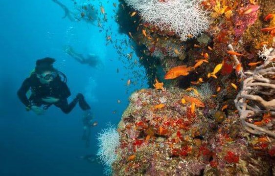 woman scuba diving in a coral reef in the maldives