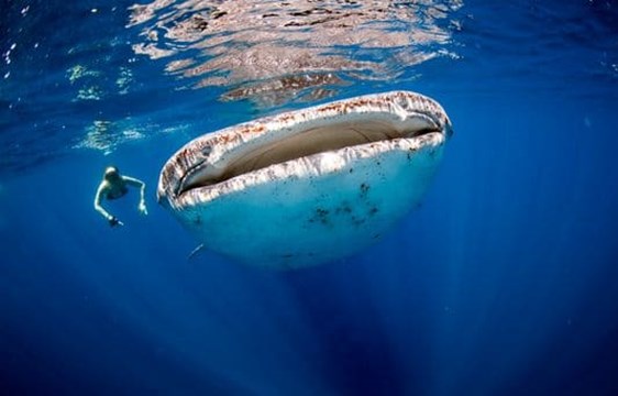 up close image of a whale shark and a snorkeller in the maldives