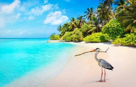 grey heron bird on a palm fringed beach in the maldives